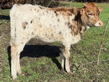 TROD CIMARRON RUBY