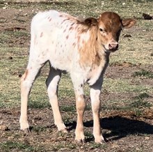 CIMARRON RUBY TROD